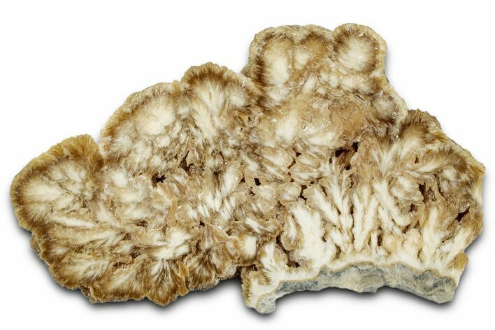 Polished Barite Slab with Pyrite - Lubin Mine, Poland #335181